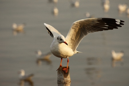 Seagull is preparing to flyの写真素材