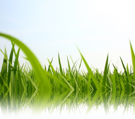 Green rice field with reflectionの写真素材