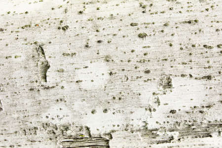 White wood texture