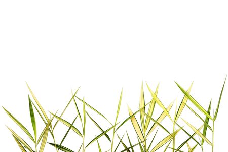 Bamboo leaves isolated on white backgroundの写真素材