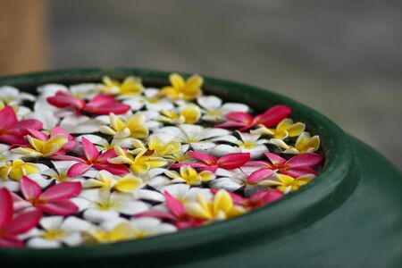 Colorful plumeria in the waterの写真素材