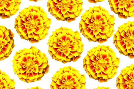 French marigold flower backgroundの写真素材