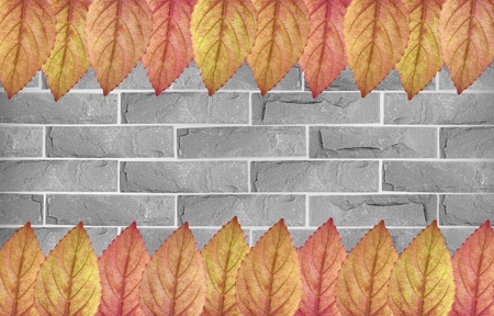 Beautiful color leaf on brick wallの写真素材