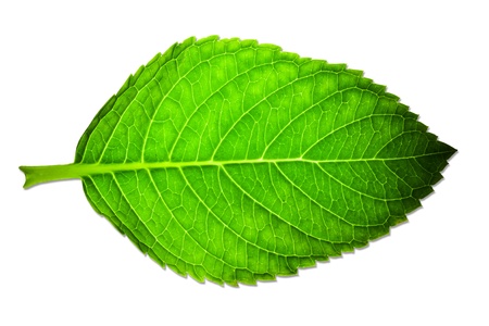 Beautiful green leaf isolated on whiteの写真素材