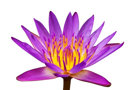 Close up of beautiful lotusの写真素材