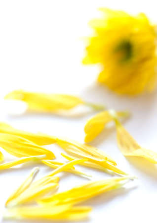 Yellow petal and flowerの写真素材