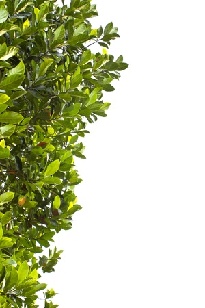 Green leaves on white backgroundの写真素材