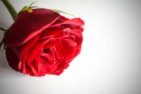 Beautiful rose on white backgroundの写真素材