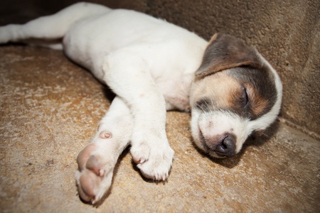 Little dog sleepingの写真素材
