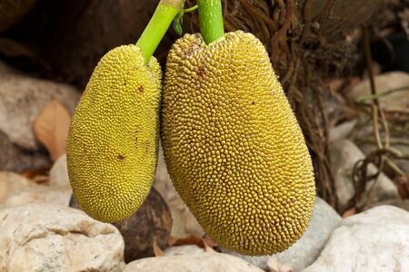 Jackfruit on tree