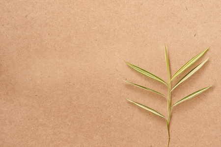 Bamboo leaf on woodboardの写真素材