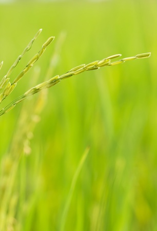 Green rice grainの写真素材