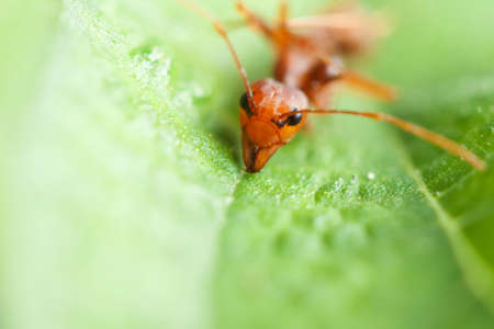 Ant on green leafの写真素材