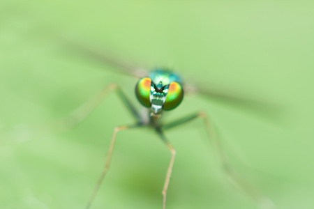 Green insect close up