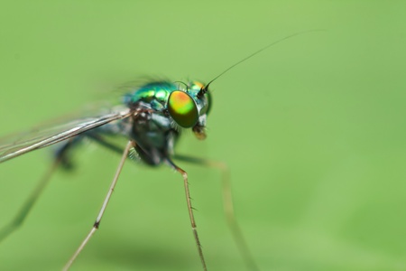 Green insect close upの写真素材