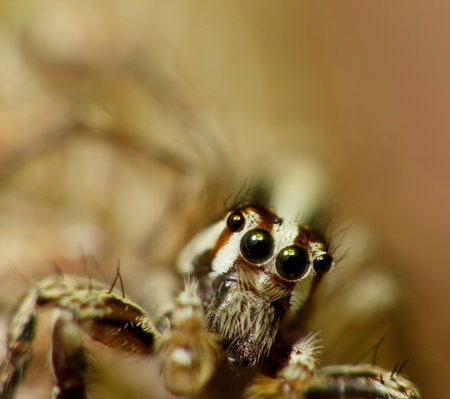 Four eyes spider close up with macro lens