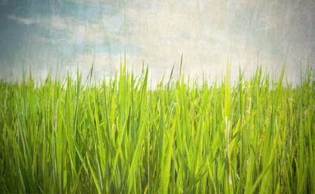 Green rice field vintage styleの写真素材