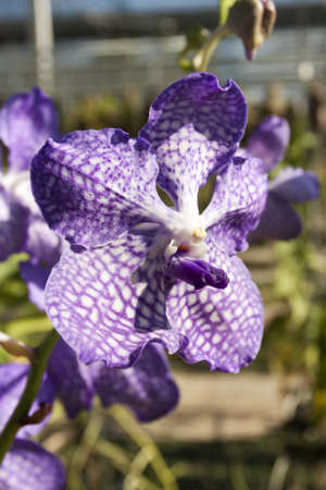 Violet orchid