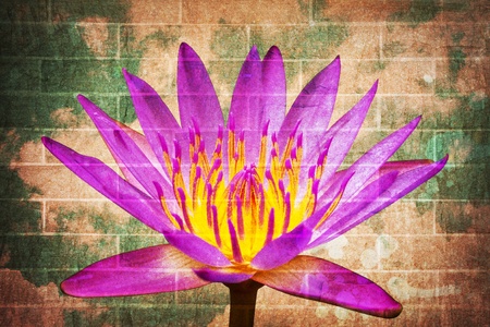 Lotus picture merge in grunge brick wall の写真素材