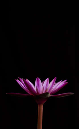 Beautiful lotusの写真素材