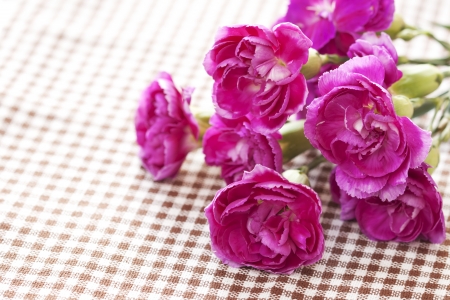 Carnation flowerの写真素材