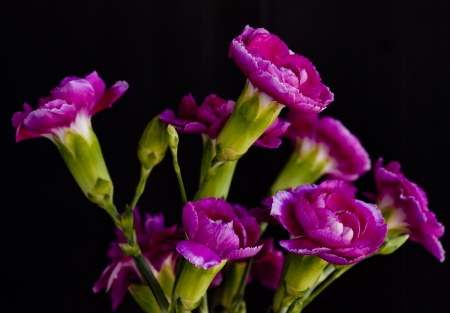 Carnation flowerの写真素材