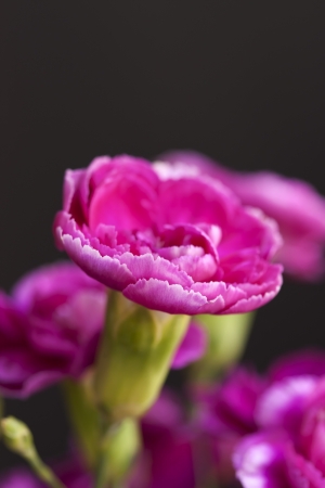 Carnation flowerの写真素材