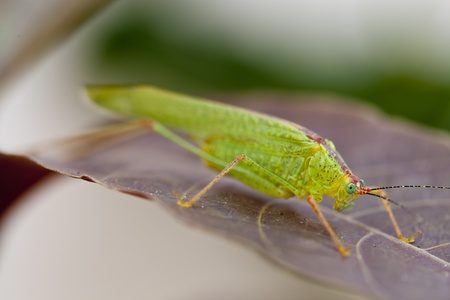 Grasshopper