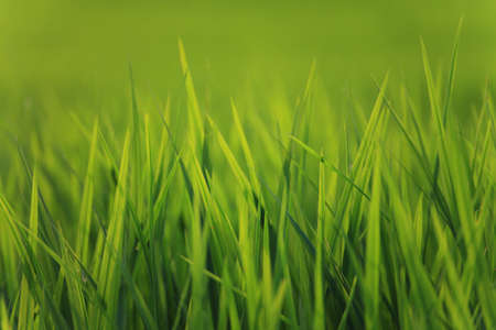Green rice fieldの写真素材