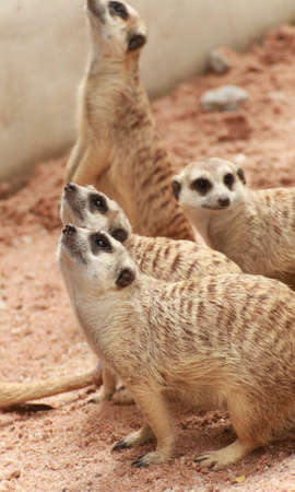 Meerkatの写真素材