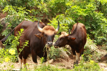 Buffaloの写真素材