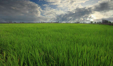 Green rice fieldの写真素材