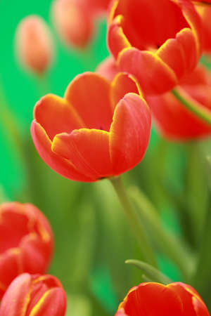 Tulip