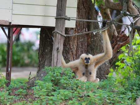 White gibbon in the zoo