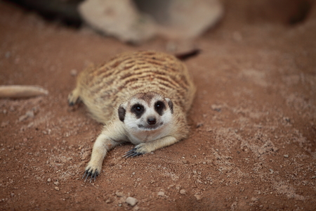 Meerkatの写真素材