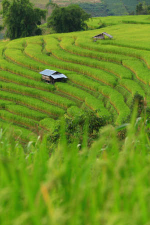 Green ladder rice field on the mountainの写真素材
