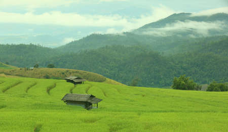 Green ladder rice field on the mountainの写真素材