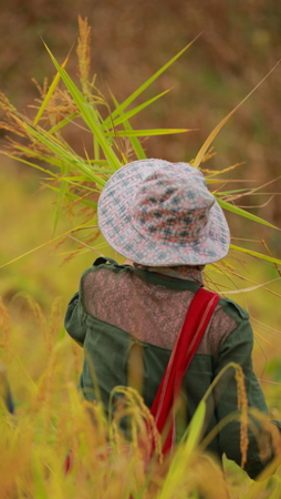 Farmer in Thailandの写真素材