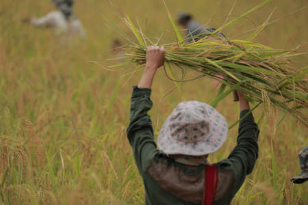 Farmer in Thailandの写真素材