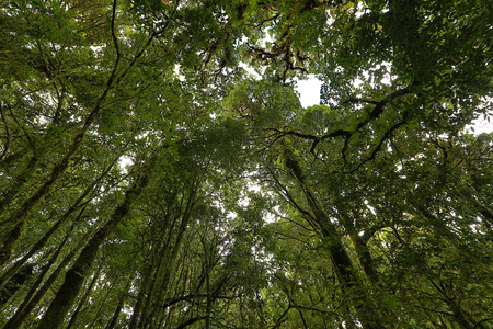 Green jungle in natureの写真素材