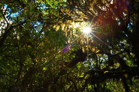 Green jungle in natureの写真素材