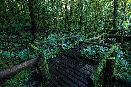 Green jungle in natureの写真素材