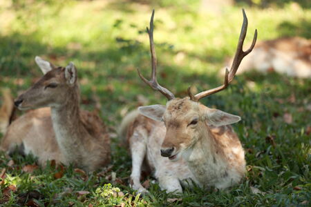 Deer in the zooの写真素材