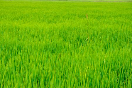 Rice fieldの写真素材