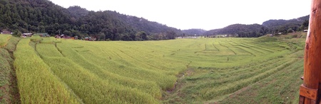 Rice field at Chiangmai Thailandの素材
