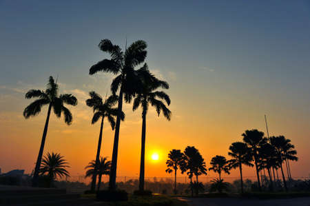 Palm trees standing in a low sun light  Thailandの写真素材