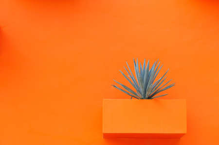 Plant on an orange wallの写真素材