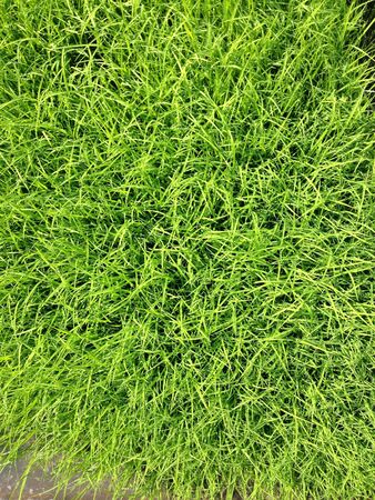 Green grass fieldの素材