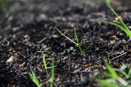 grassの写真素材