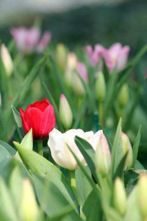red tulipの写真素材